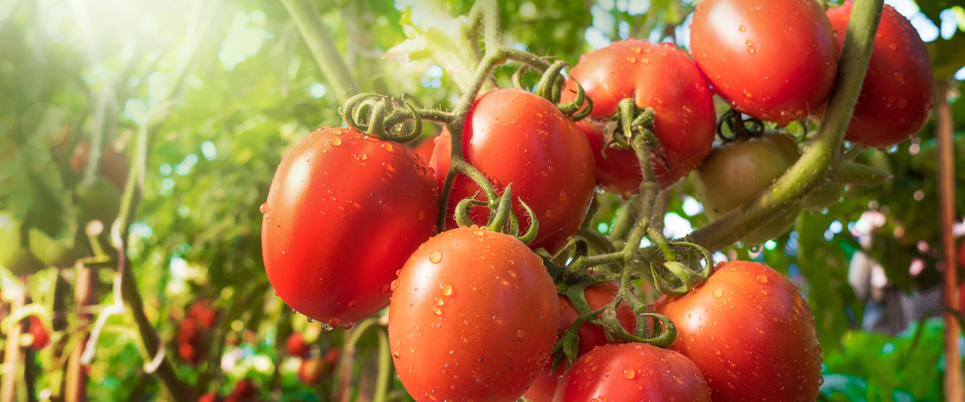 Custom Solutions for Every Need